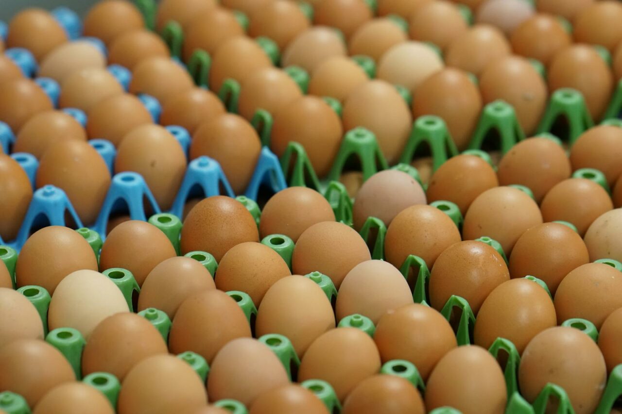 (P) Carmistin The Food Company deschide cea de-a doua fermă de păsări ouătoare BIO și crește cu 50% capacitățile de producție