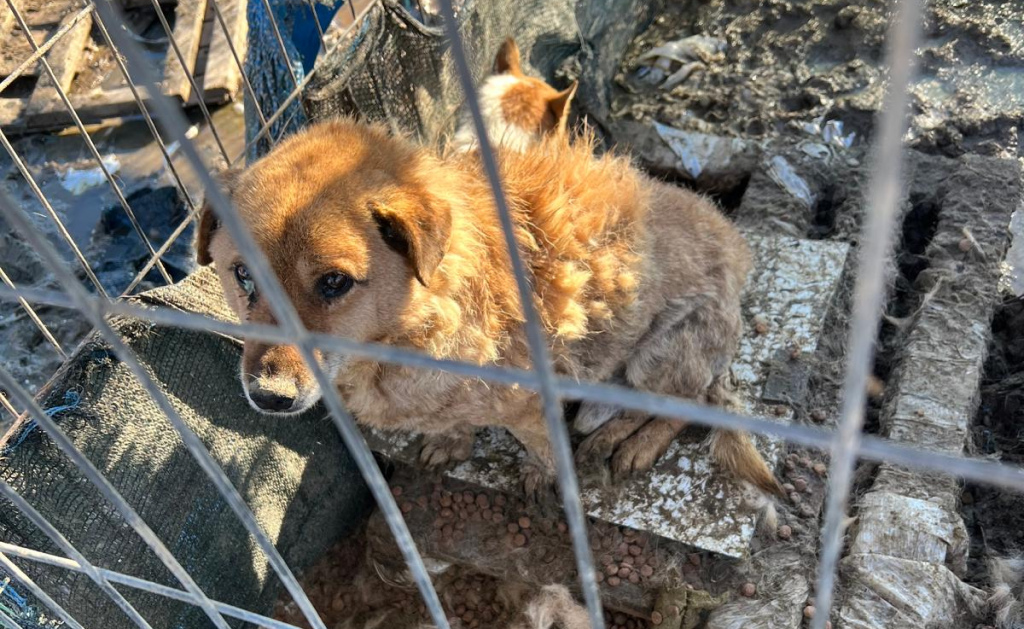 Adăpost clandestin descoperit în Dolj. Peste 140 de animale ținute în codiții mizere, SALVATE de Poliția Animalelor. Proprietara, sancționată „blând”