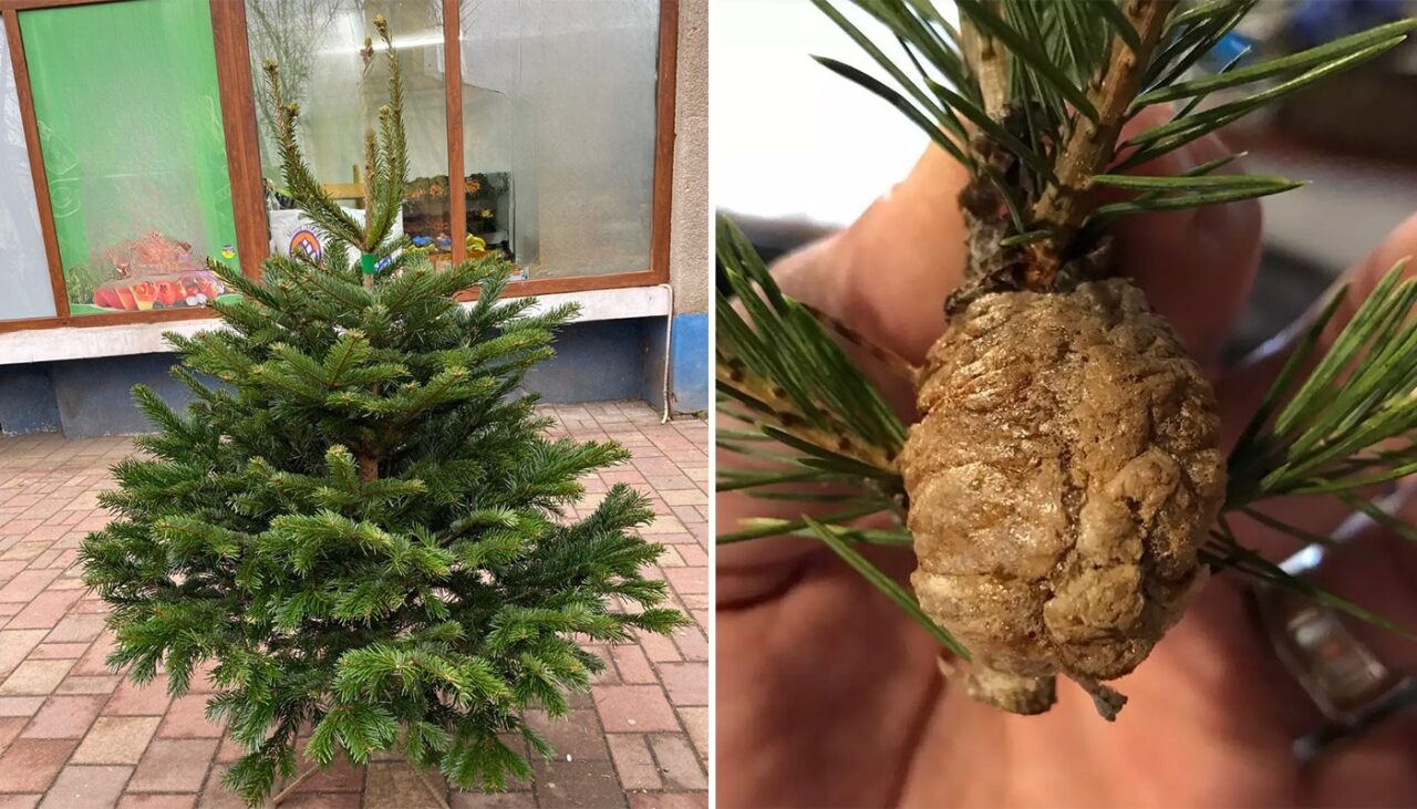 Pericolul din bradul de Crăciun. Ce trebuie să faceți neapărat, înainte de a începe să-l împodobiți