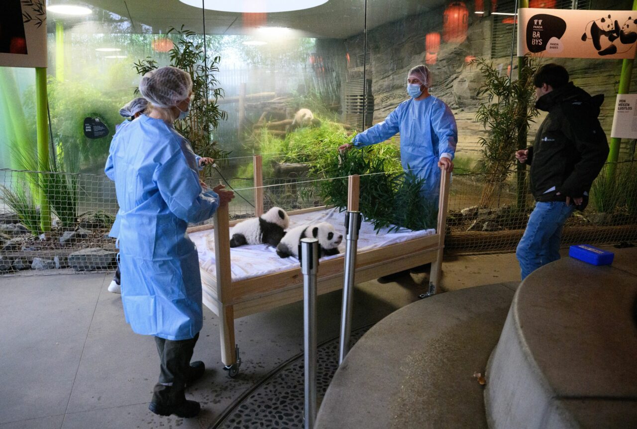 Grădina Zoologică din BERLIN a botezat doi ursuleți PANDA. Ce nume au primit micuții