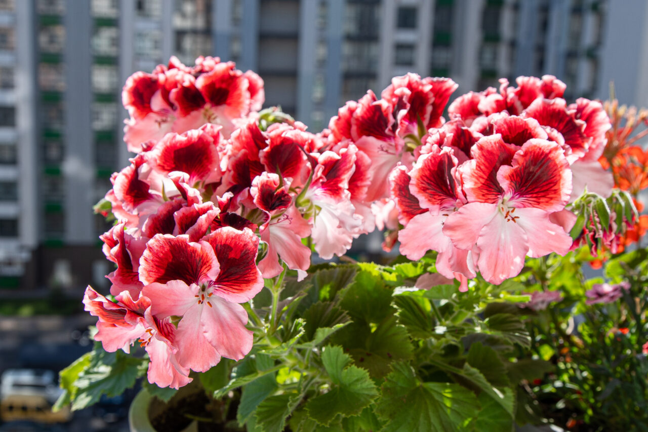 Unde să pui mușcatele pentru o înflorire spectaculoasă. Trucul celor mai iscusiți florari
