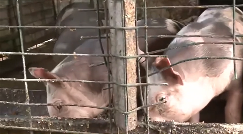 Mulți români își cresc singuri PORCUL în propria gospodărie, dar cu ce preț? Cât costă, de-a lungul anului, să ai carne proaspătă de Crăciun