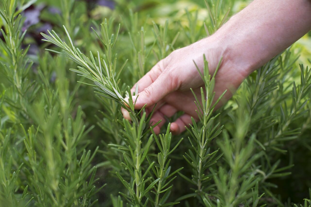 Tot ce trebuie să știi despre ROZMARIN. La ce folosește această plantă și ce beneficii are pentru sănătate