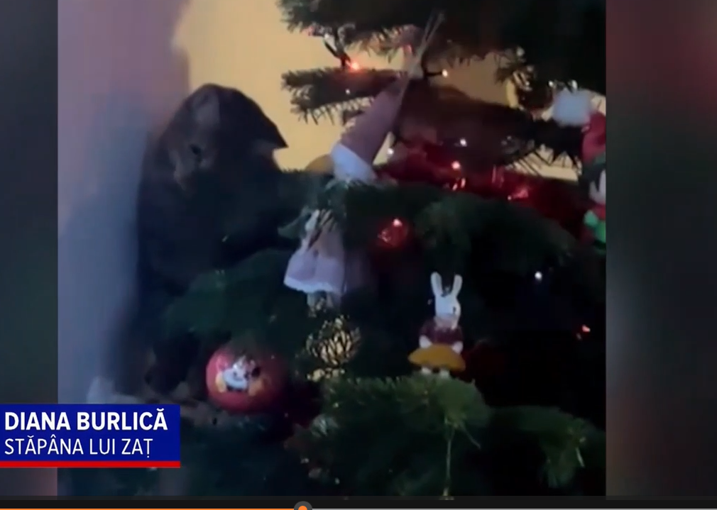 Bradul de Crăciun, atracția de sărbători a PISICILOR. Ce fac felinele când văd pomul de Crăciun