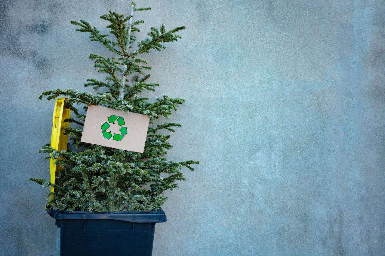 BRAZII de Crăciun, transformați în compost pentru parcurile din Sectorul 5. Colectare gratuită între 4 și 16 ianuarie 2025 (P)