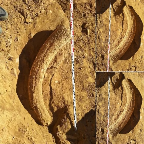 Descoperirea fabuloasă în Buzău: incisiv de 1,2 metri, provenit de la un MAMUT lânos contemporan cu primii oameni moderni, găsit într-o ravenă!