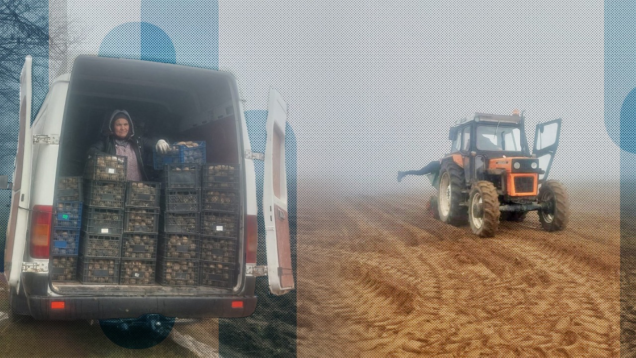 Soluții pentru SCHIMBĂRILE climatice. Cartofii extratimpurii, cultivați iarna