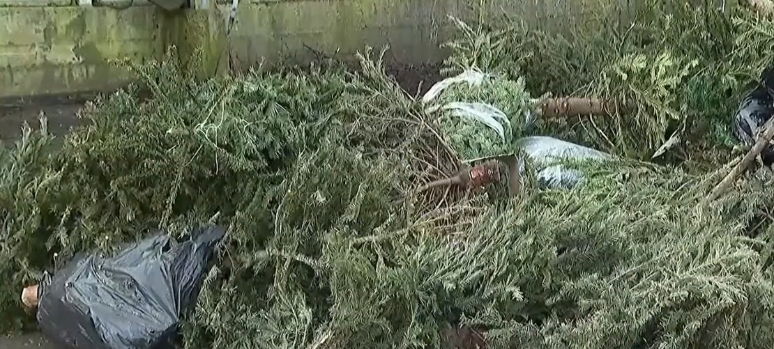 Tone de BRAZI naturali prind din nou viață, într-o altă formă, după ce au adus bucurie în perioada sărbătorilor de iarnă