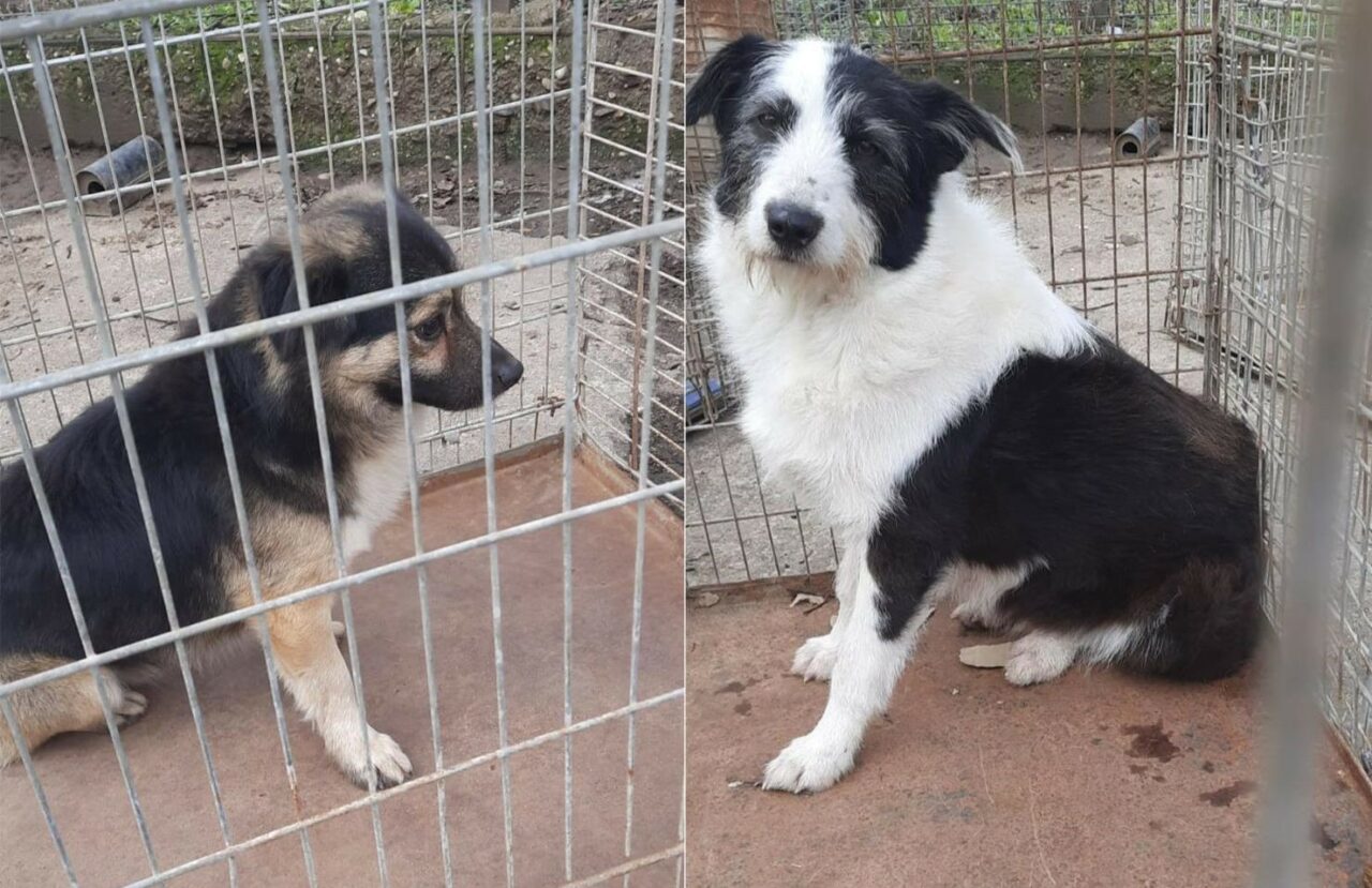 Zece câini au fost găsiţi de poliţiştii de la Protecţia Animalelor în curtea unui imobil din București, în condiţii insalubre