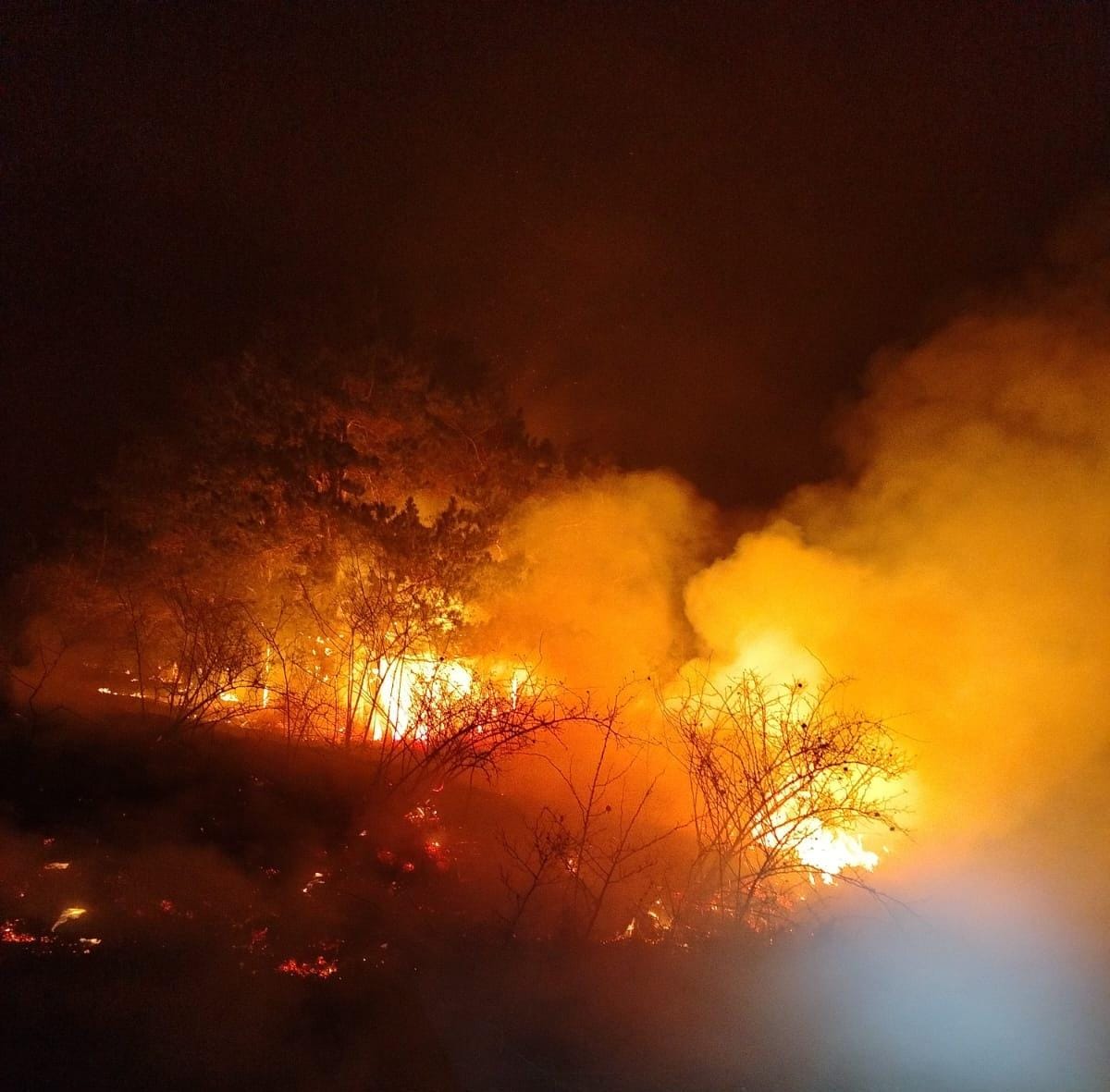 VIDEO Incendiu de proporții în Mehedinți. 30 de hectare de PĂDURE, mistuite de flăcări