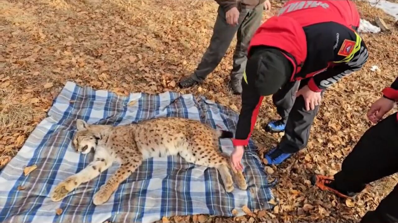 Inedit și inexplicabil. Un râs a căzut de la 15 metri într-o fântână și a supraviețuit. A fost salvat din puț de salvamontiști