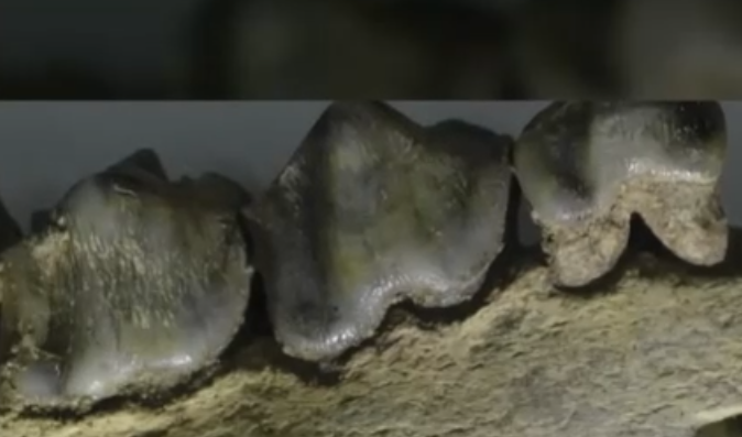 Descoperire arheologică excepțională în ROMÂNIA: au fost găsite cele mai vechi urme de locuire umană din Europa