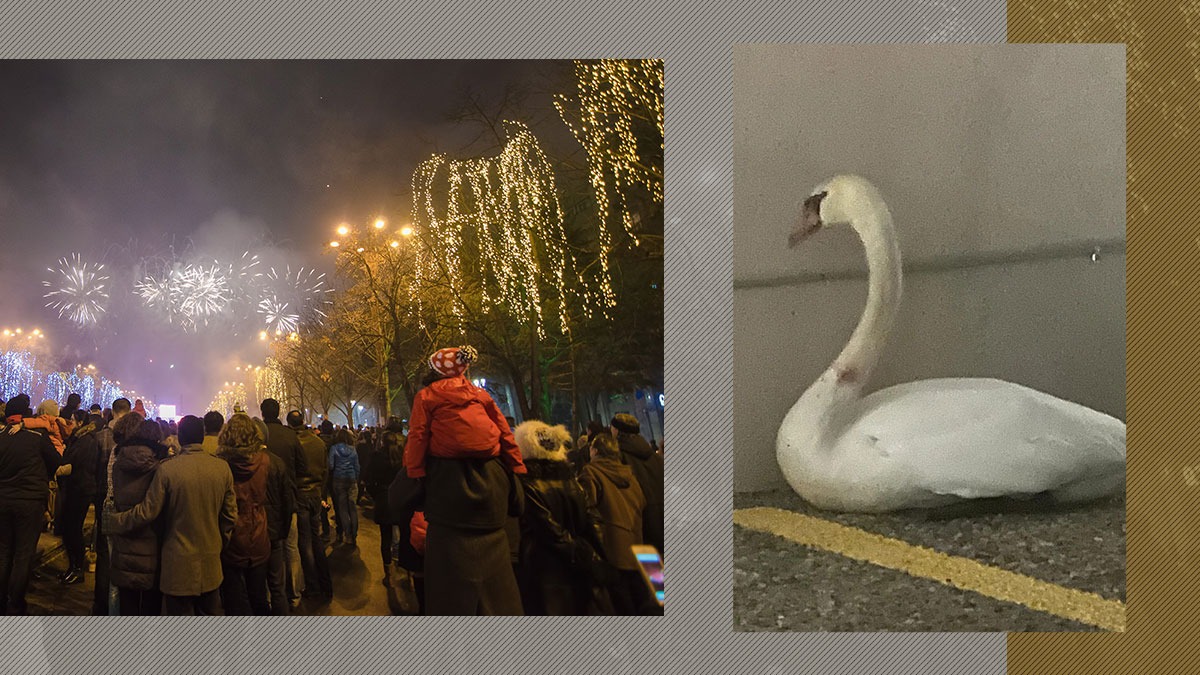O lebădă rănită de artificiile din București s-a refugiat în parcarea unui cartier rezidențial
