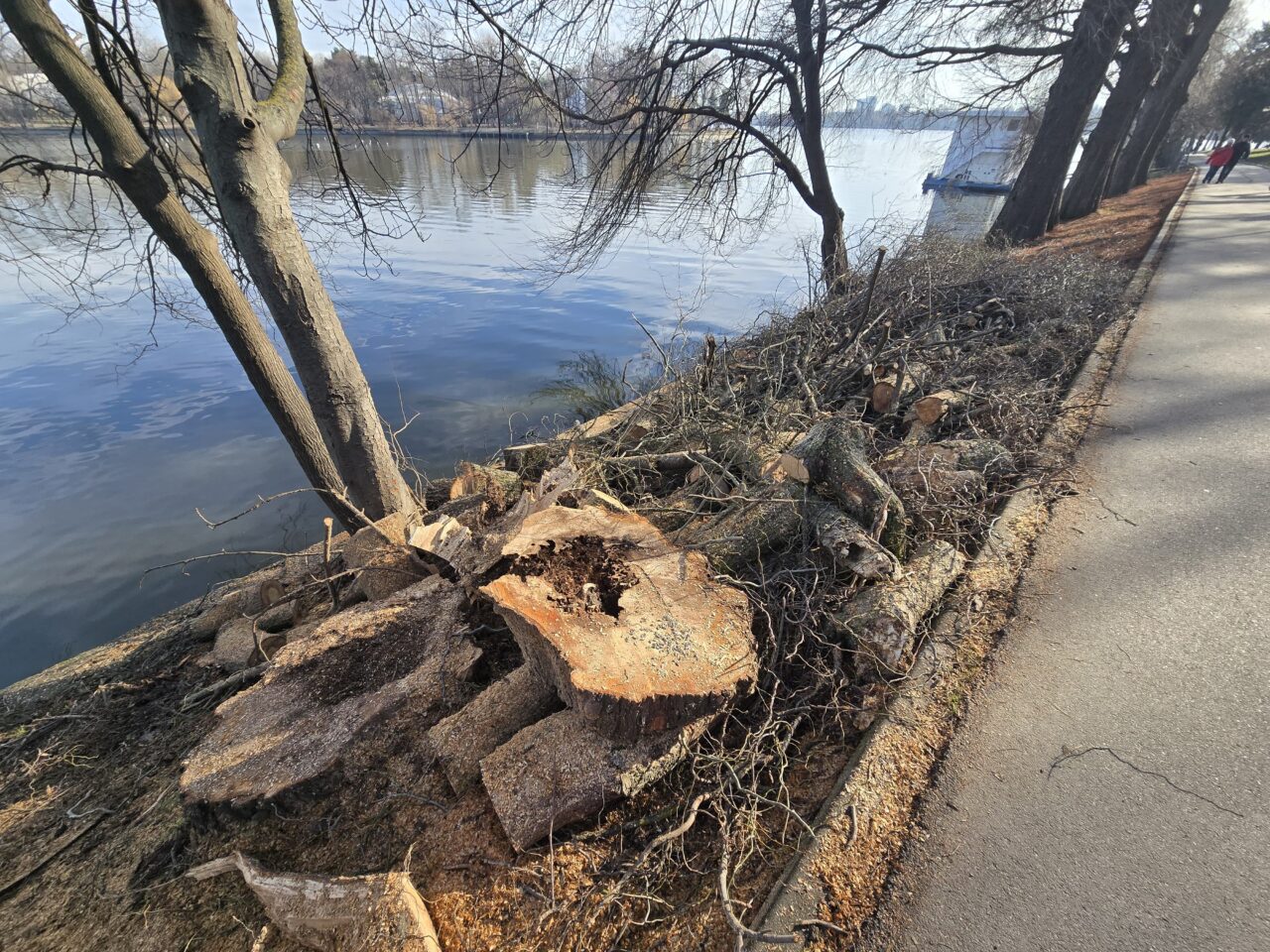 Cum explică Primăria Capitalei HAOSUL din Parcul Herăstrău, cu copaci și stâlpi rupți: „Terenul este al unui club, ei trebuie să degajeze”