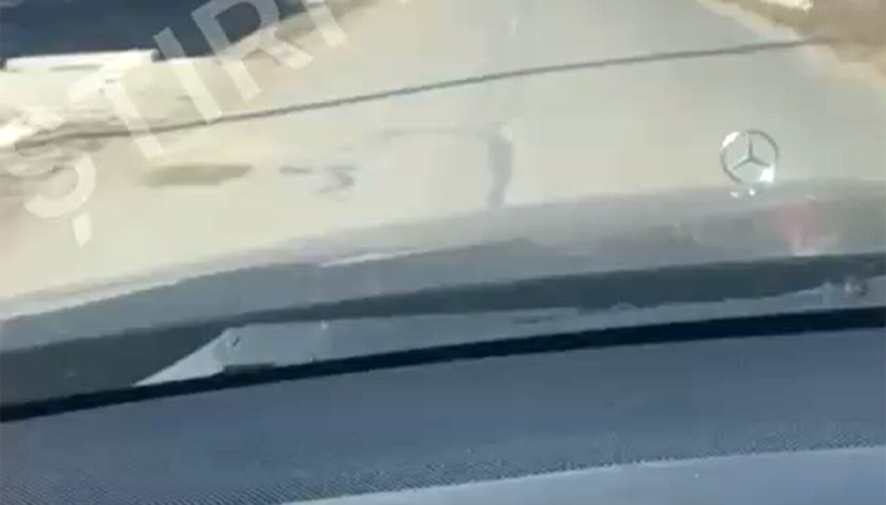 Uitați de cangurul din București! Ce ANIMAL exotic a fost filmat gonind pe o stradă din Cluj