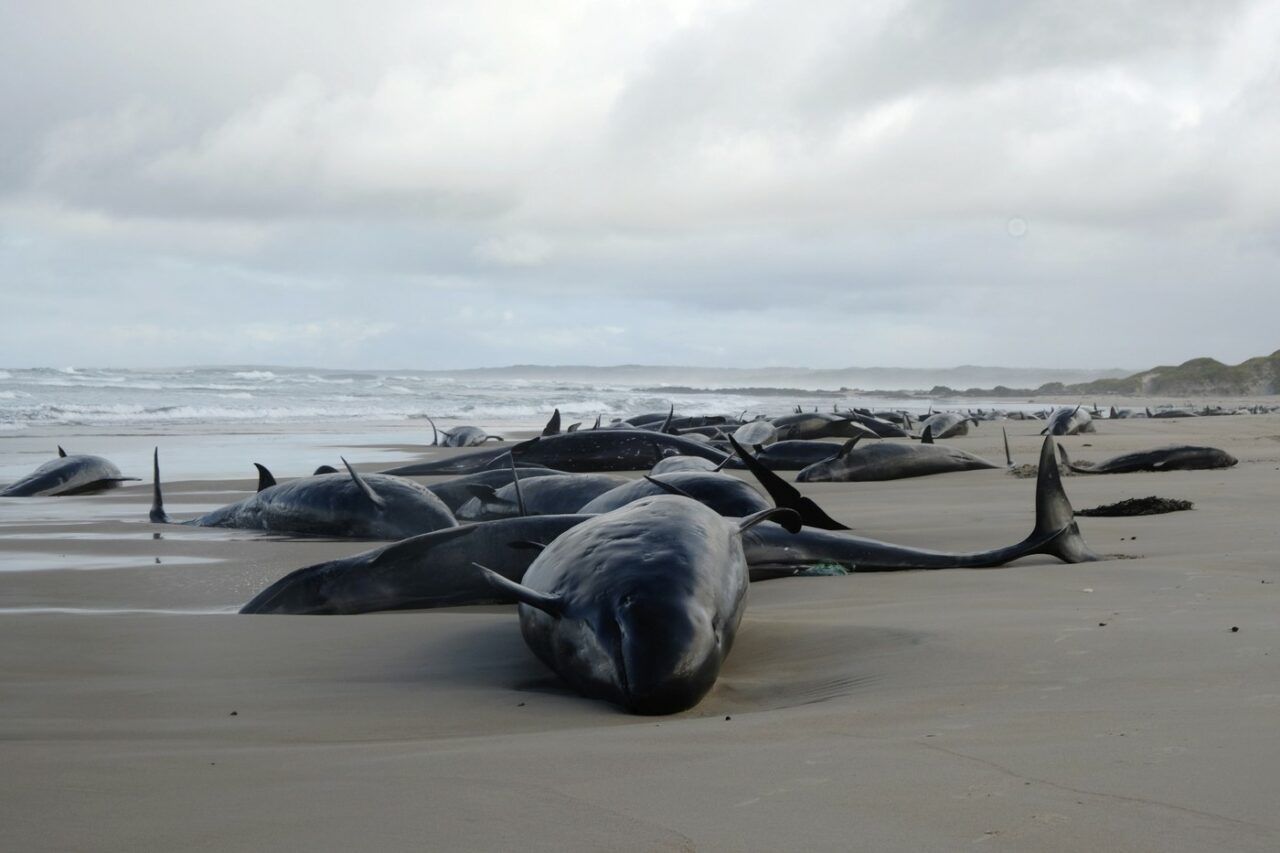 Tragedie ecologică în Australia. Peste 150 de BALENE eşuate pe o plajă izolată din Tasmania