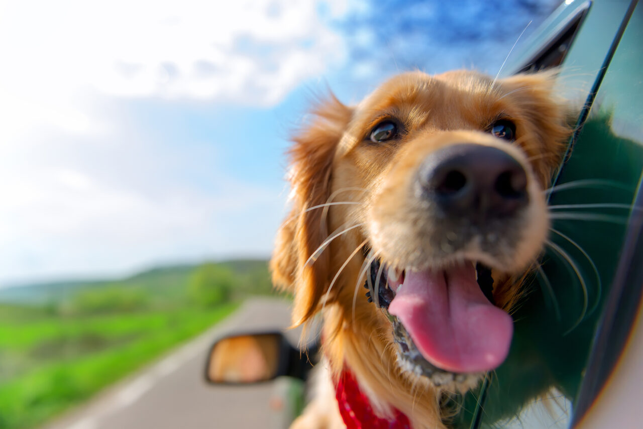Codul Rutier 2025. Greșeala care îți poate aduce o amendă de 4.050 de lei atunci când transporți animale de companie cu mașina