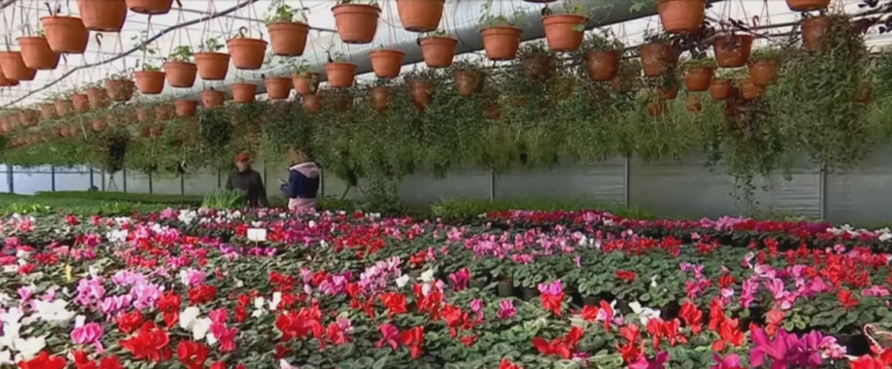 Cât vor COSTA florile, de Ziua Îndrăgostiților. O variantă mai ieftină și mai de durată pentru florile clasice ar putea fi și plantele exotice
