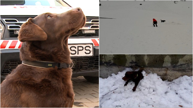 POVESTEA lui Lucky, labradorul care salvează oamenii prinşi în avalanşe pe pârtiile din Mureş