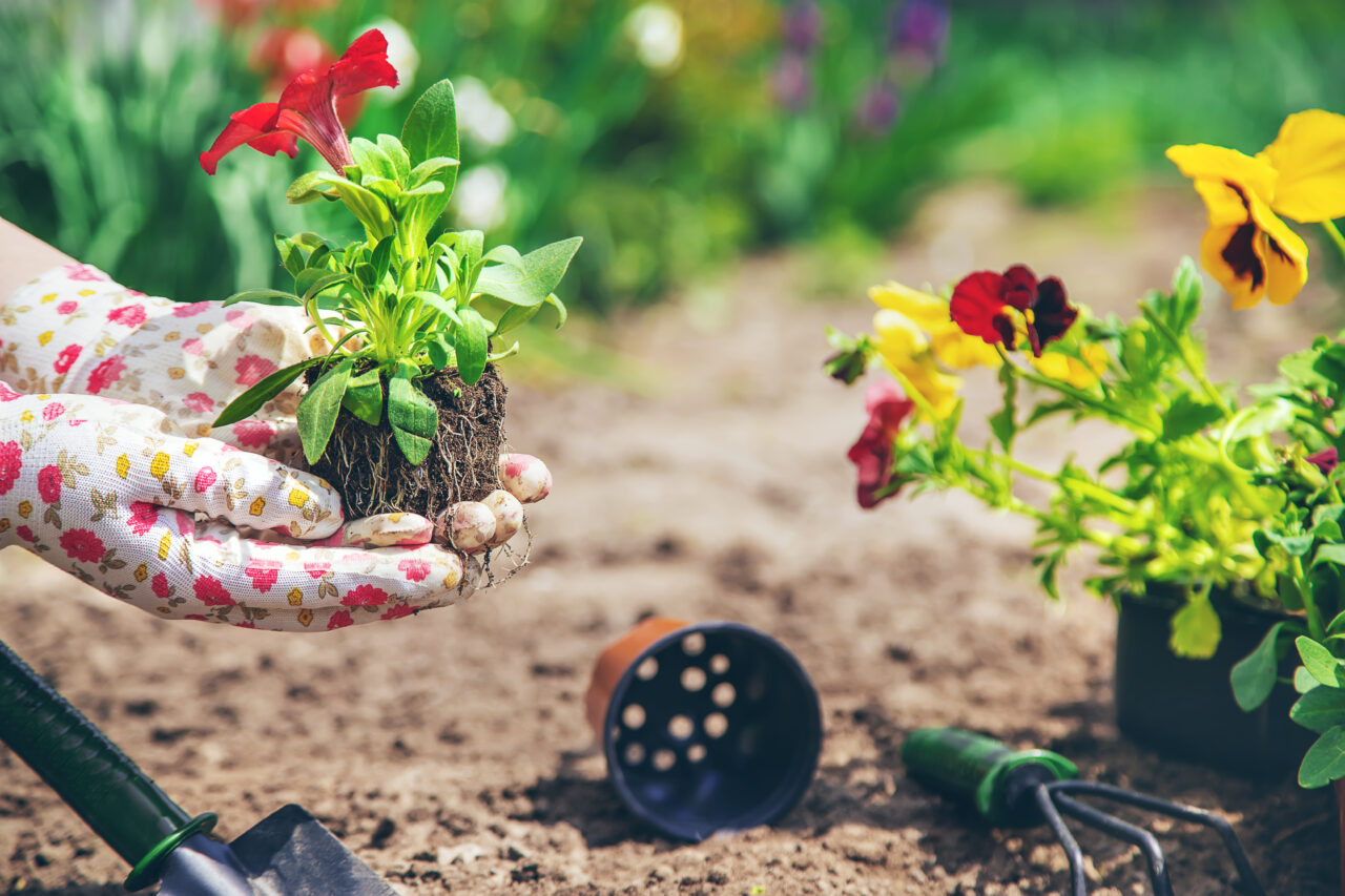 Floarea pe care să o plantezi la finalul iernii ca să înflorească până în luna august. Înfrumusețează grădina și emană un parfum special, noaptea