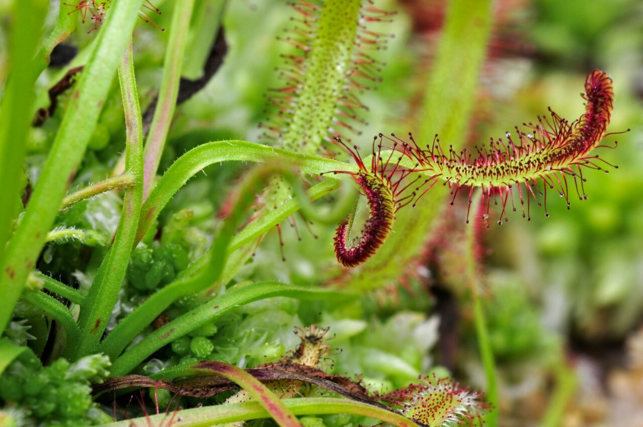 Locul din România, unde crește una dintre cele mai rare PLANTE CARNIVORE. I se spune „capcana acvatică” și se hrănește cu crustacee