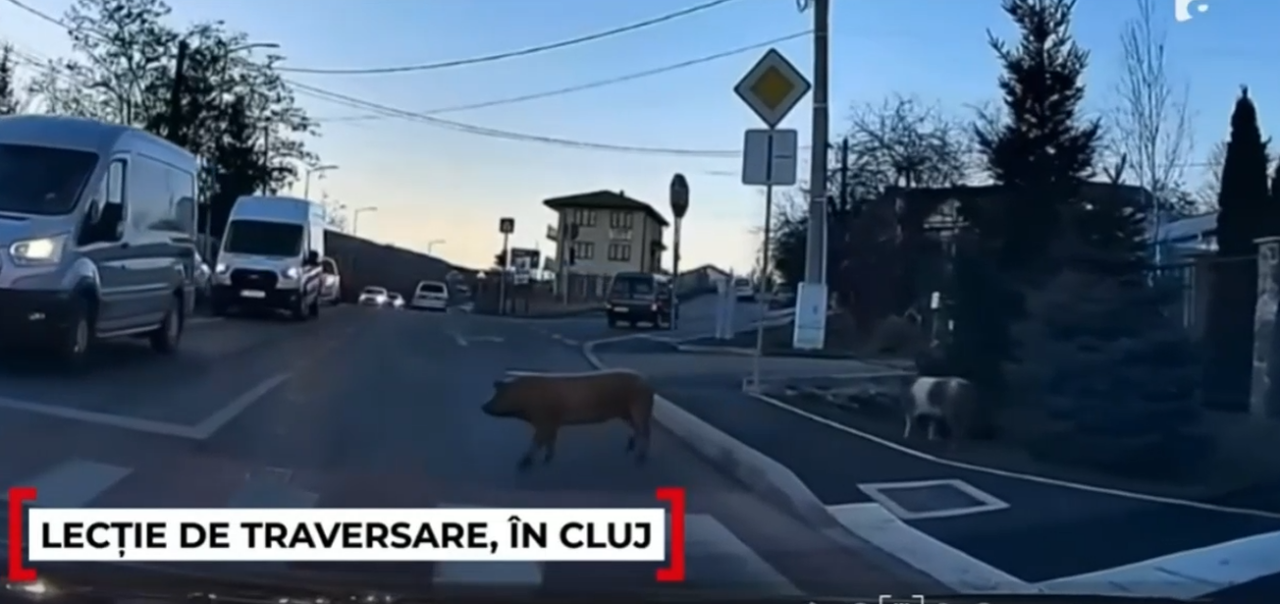 Imagini VIRALE în Cluj. Cum traversează strada regulamentar niște purceluși