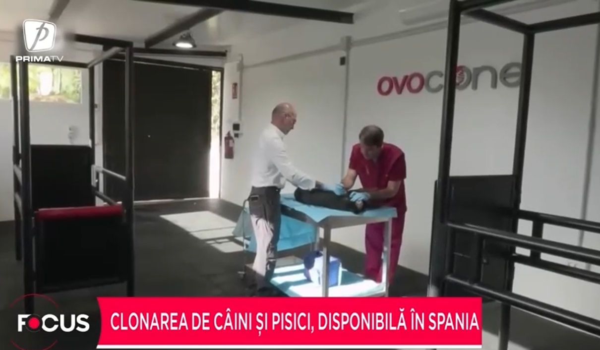 CLONAREA câinilor și pisicilor, posibilă într-un laborator din Spania. „Sunt copii aproape identice”