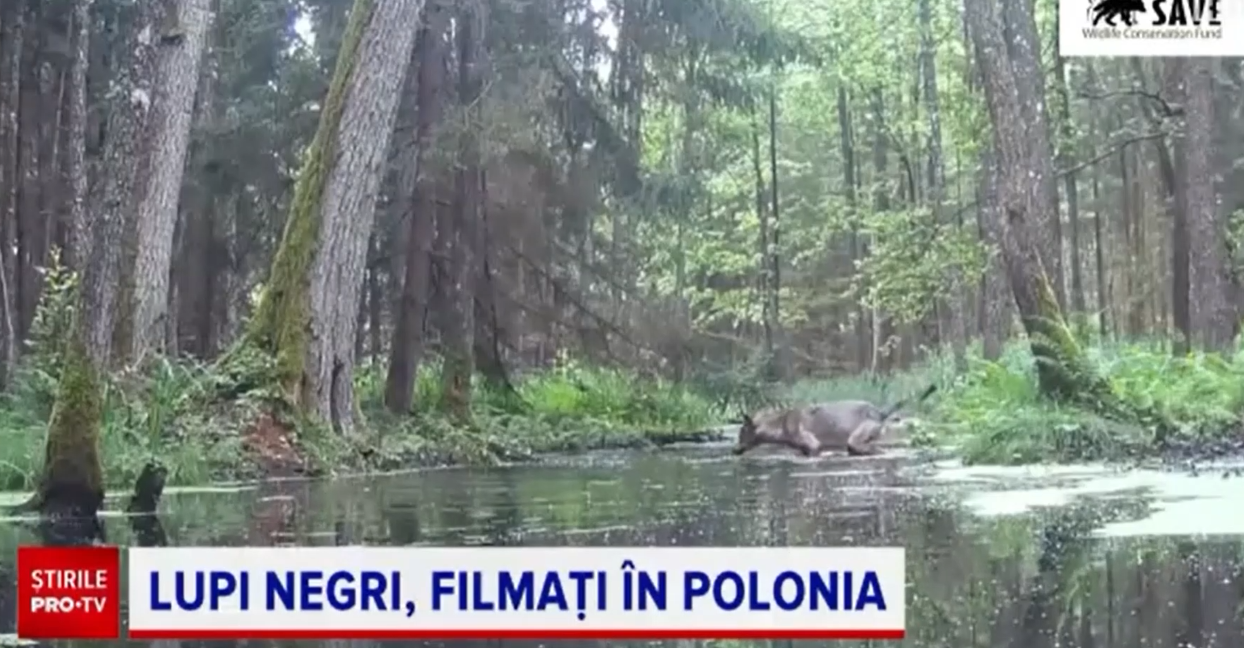 Imagini rare într-o pădure din Polonia. Doi lupi NEGRI au fost suprinși în timp ce traversau un pârâu