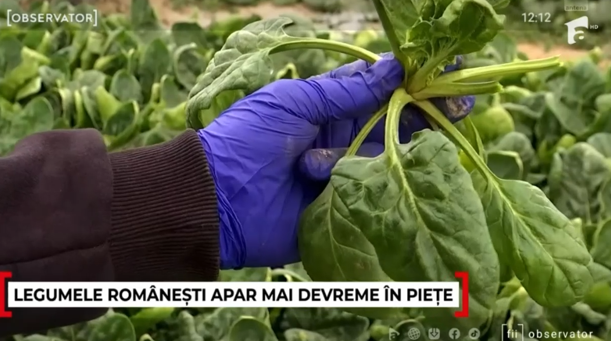LEGUMELE românești apar mai devreme în piețe. Motivul: cel mai cald ianuarie din istorie