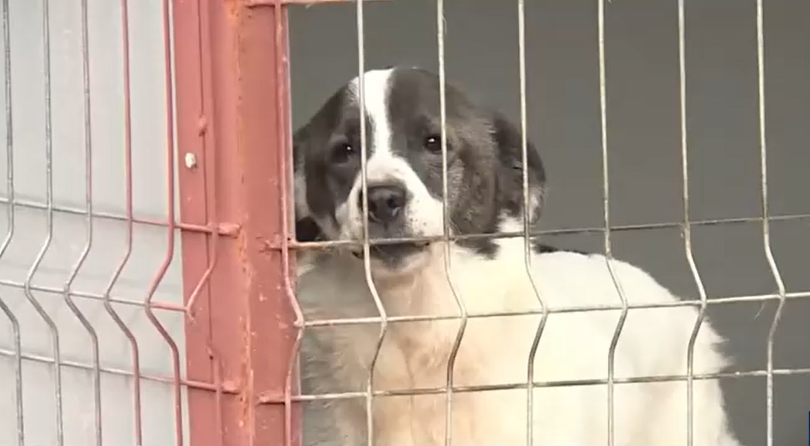 Autoritățile atrag atenția! Și ANIMALELE fără stăpân suferă de frig. Cum putem ajuta câinii din adăposturi care îndură temperaturile scăzute