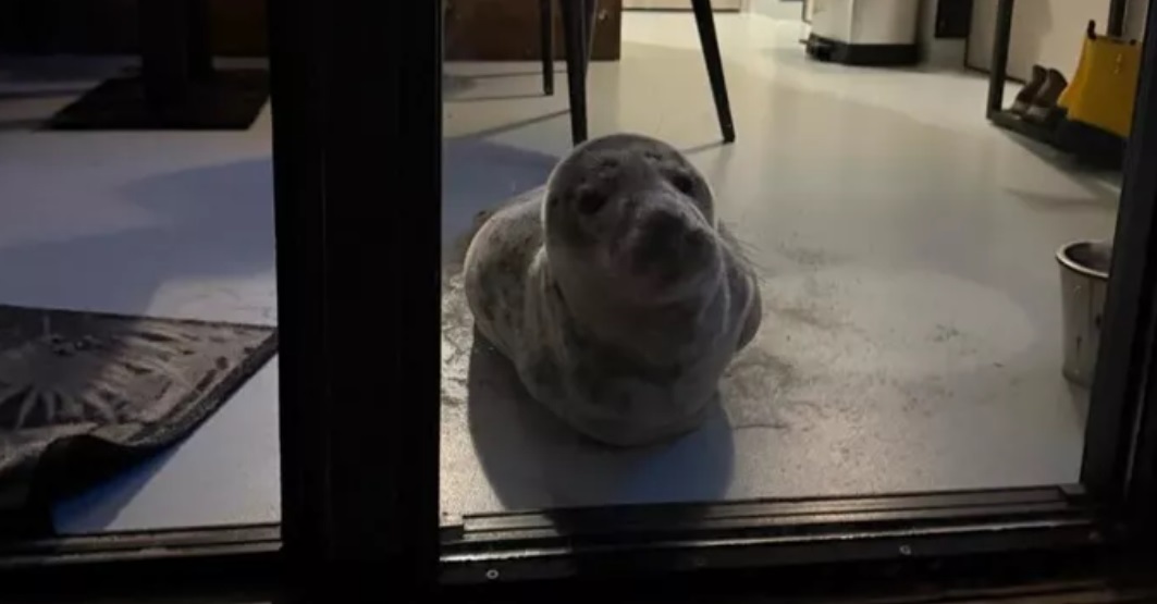 Un turist din Olanda a avut parte de o surpriză URIAȘĂ când s-a întors în hotel. O creatură superbă intrase în cameră în lipsa sa