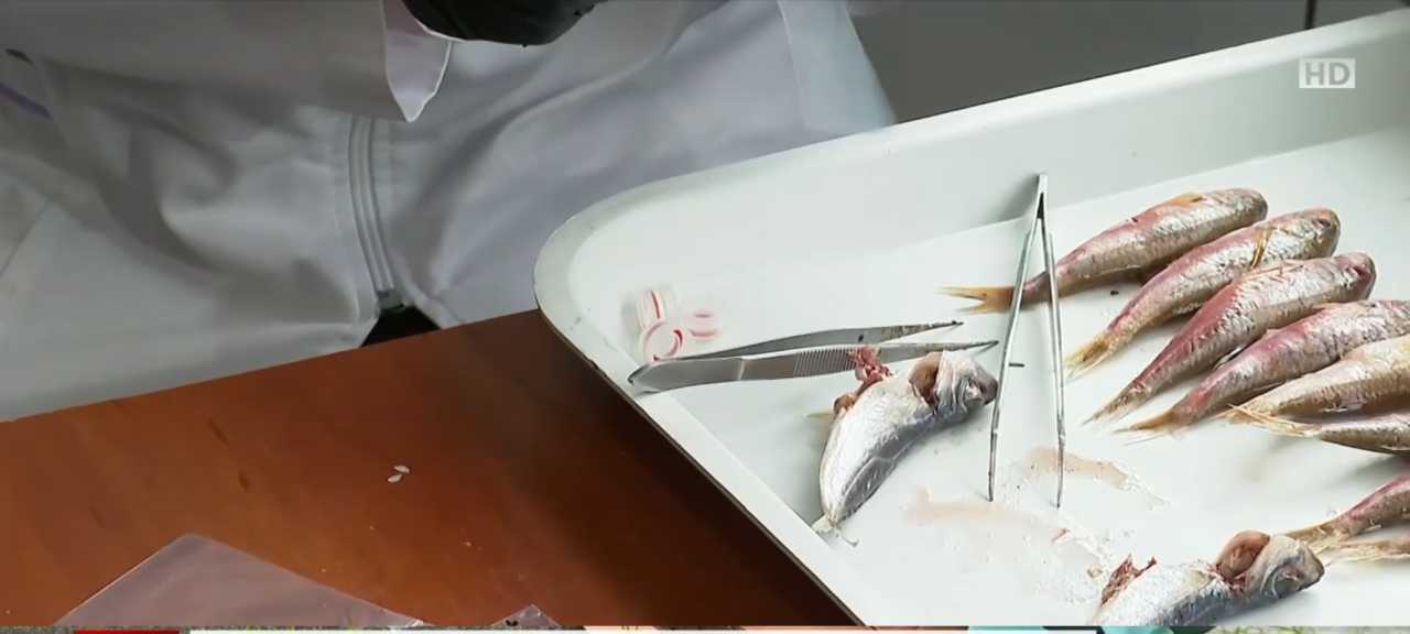 Peștii din Marea Neagră, tot mai MICI: cercetătorii trag un semnal de alarmă!