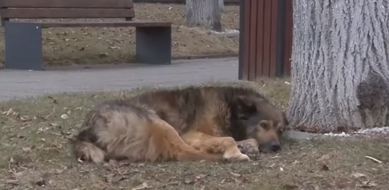 Atacuri cumplite ale câinilor: o fetiță UCISĂ în Mehedinți, o bătrână desfigurată în Maramureș