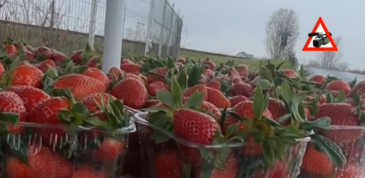Căpșuni cu minciună: comercianții profită de numele Halmeu, deși recolta încă nu a venit