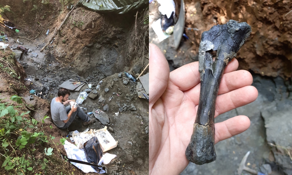 Cele două zone din România, unde s-au descoperit fosile de dinozauri ce datează de acum 70 de milioane de ani