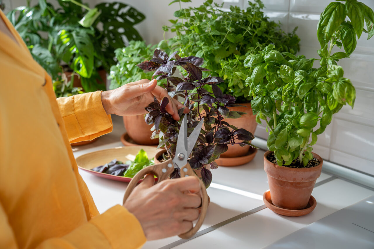 Ce plantă să ții în casă pentru a atrage norocul și prosperitatea, în luna martie. Este folosită și în gastronomie