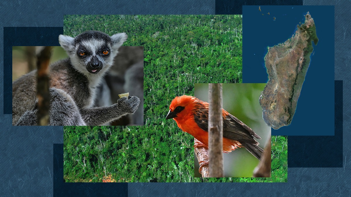 Madagascar, o frumusețe RARĂ a Africii: O escapadă memorabilă pentru turiștii care vor să admire animale exotice, ca lemurii și vrăbiile roșii