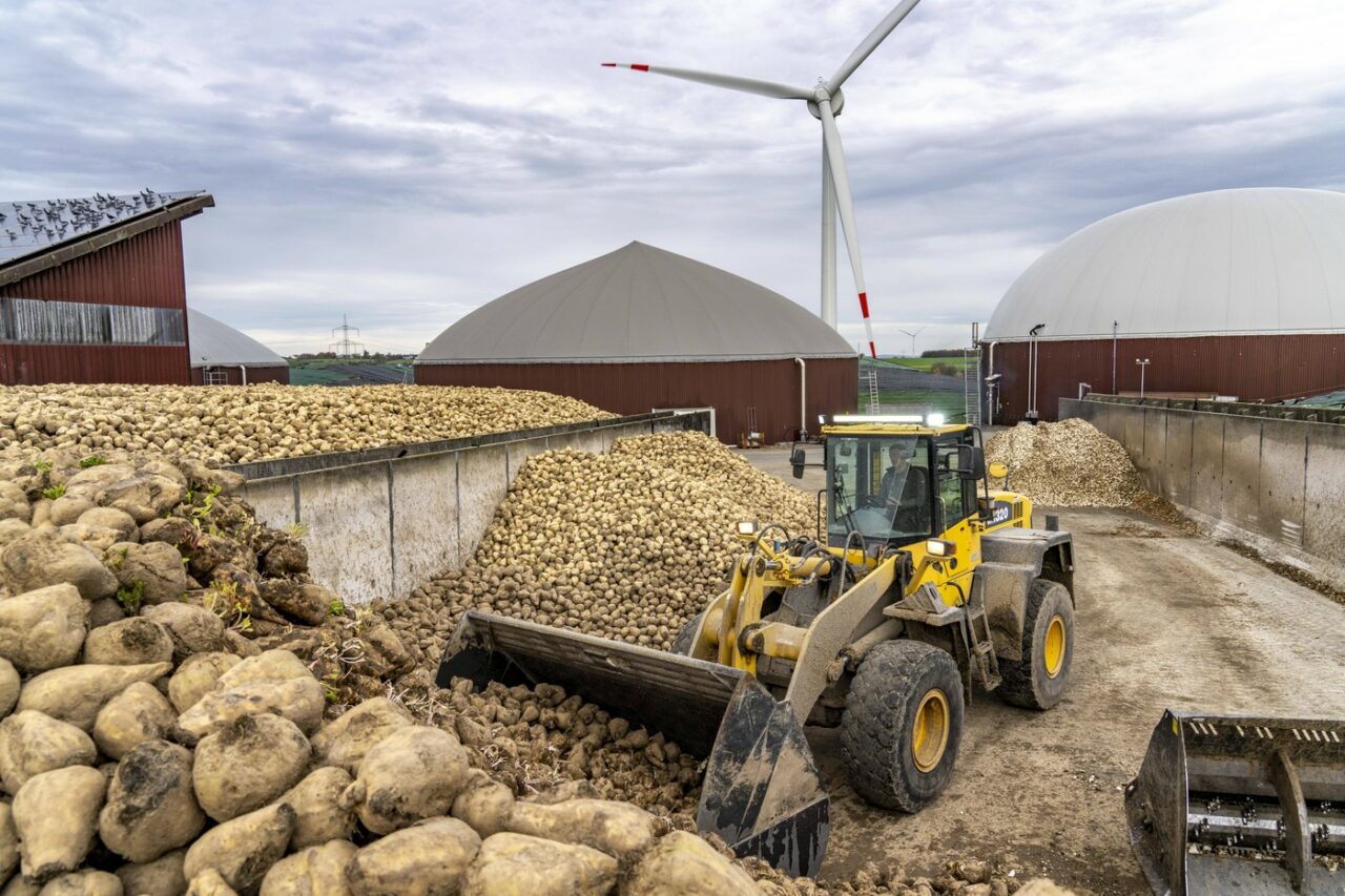 De la o CIUPERCĂ stimulată de schimbările climatice, un producător local a renunțat să cultive sfecla de zahăr. A suferit pierderi de 190.000 euro