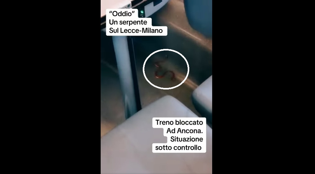 Au fost momente de panică la bordul unui tren de mare viteză din Italia, după ce într-unul dintre vagoane a fost descoperit un ȘARPE