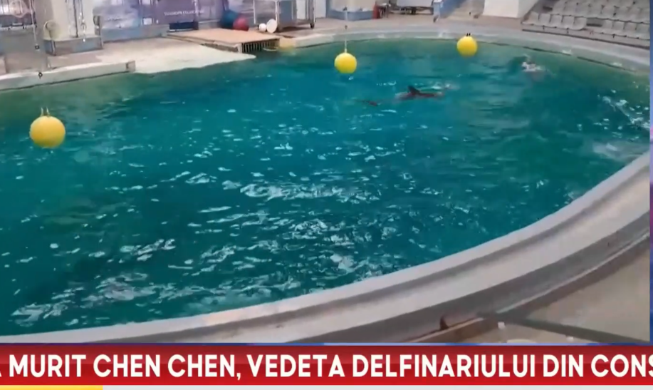 Veste tristă de la Delfinariul din Constanța. Delfinul Chen Chen a murit. Cauzele morții vor fi analizate de către veterinari