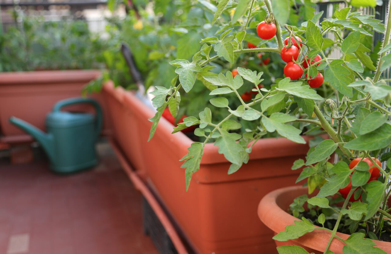 Ce pomi fructiferi pot fi crescuți pe balcon. Emană un parfum plăcut și au nevoie de cel puțin 6 ore de lumină pe zi