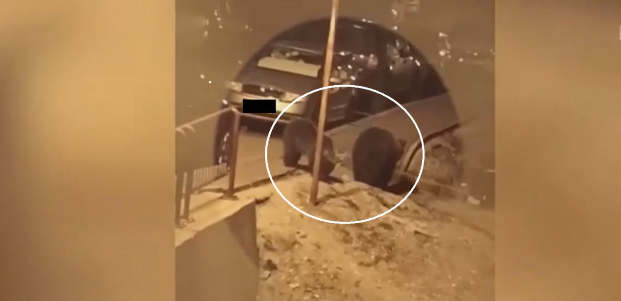 Patru urși TERORIZEAZĂ un cartier din Predeal, seară de seară, când coboară după mâncare. Localnicii sunt disperați și spun că e un risc uriaș