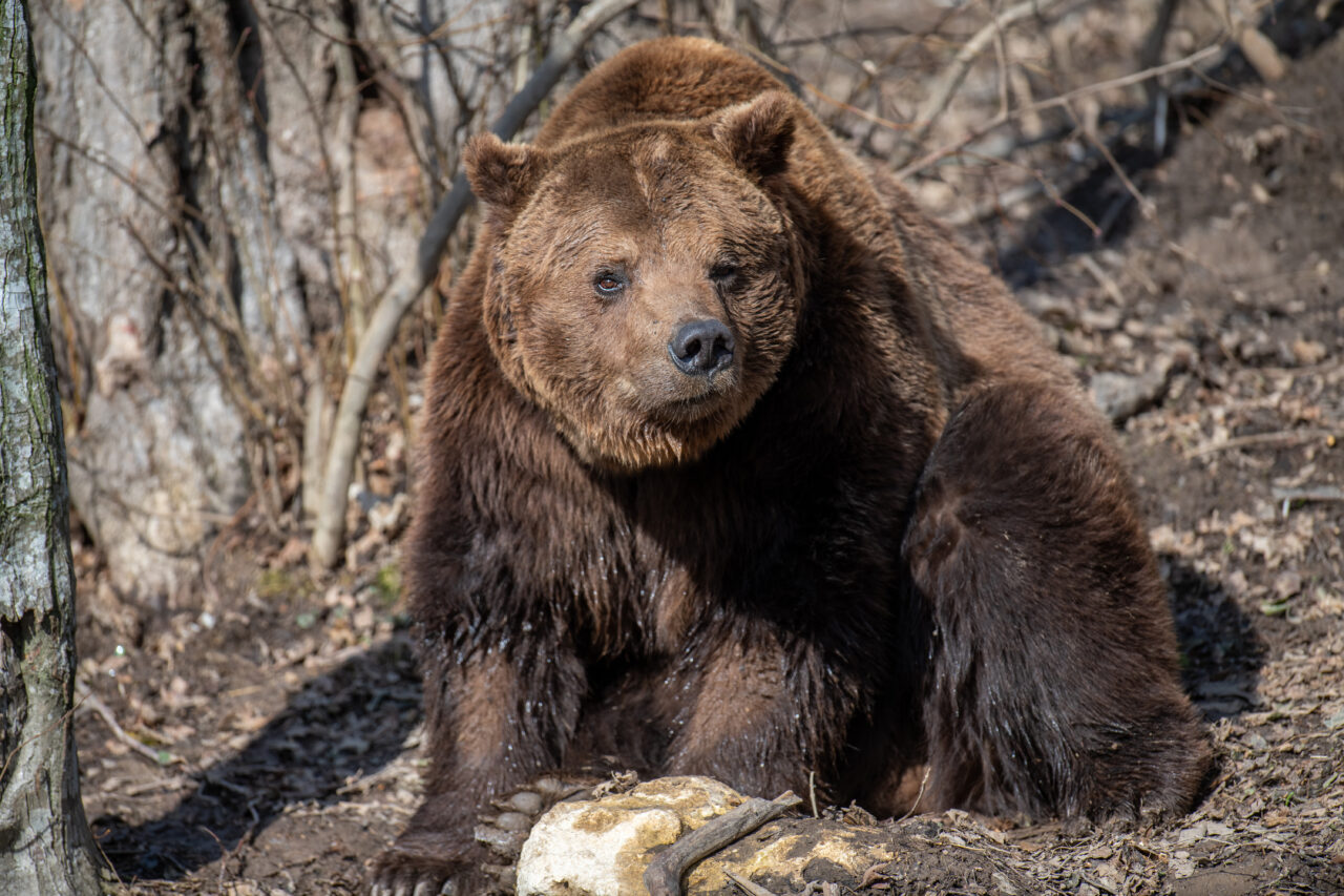 Alertă de URS pe o stradă din stațiunea Bușteni. Animalul sălbatic a apărut pe strada Amurgului