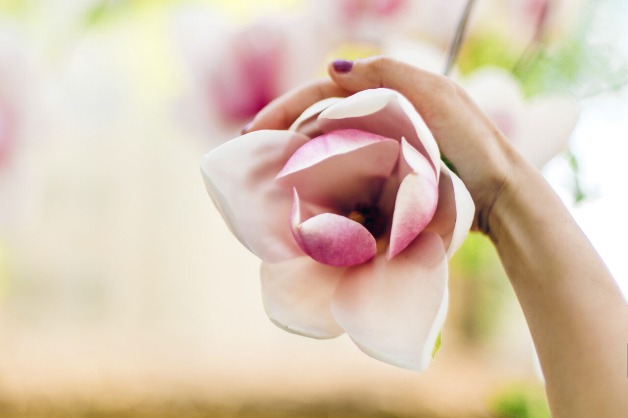 Ce trebuie să faci ca magnolia să ÎNFLOREASCĂ din nou, după ce i-au căzut petalele