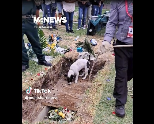 Scene tulburătoare. CĂȚELUȘ filmat când încerca să-și dezgroape stăpânul, la cimitir/„Nu s-a despărțit de el nici în ziua morții”