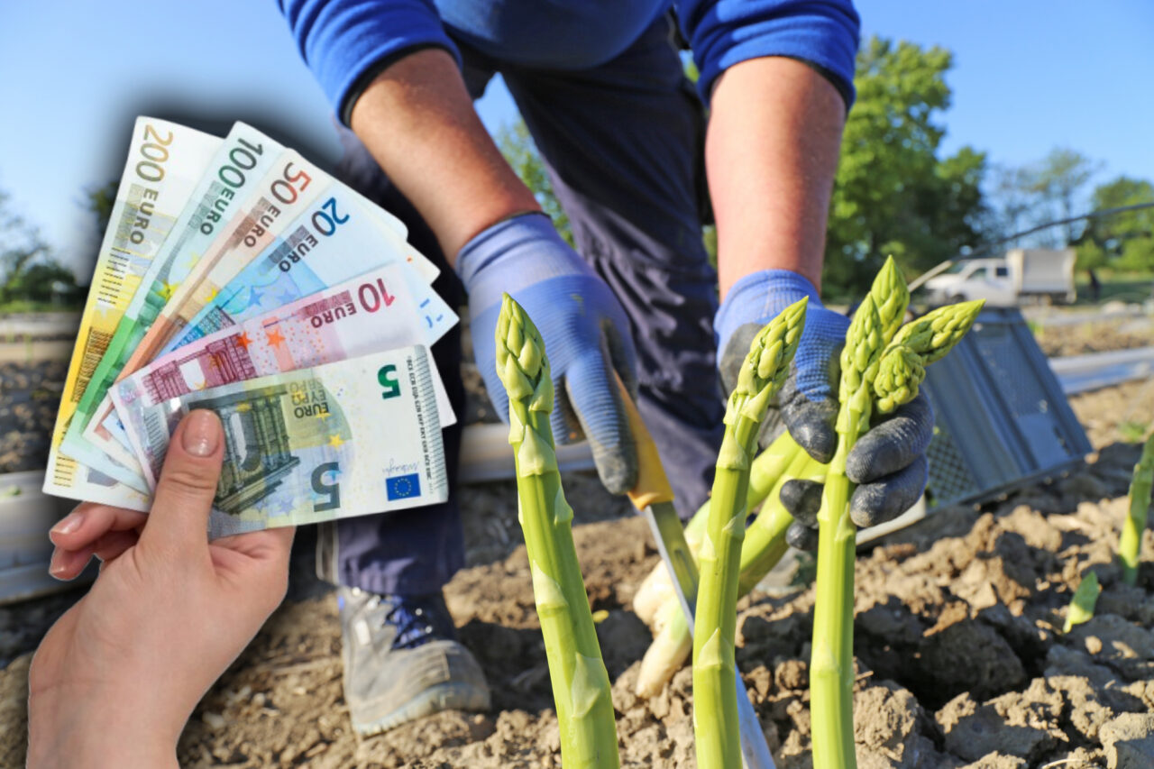 Câți euro câștigă pe oră românii plecați în Germania la cules de sparanghel și căpșuni. Salariile ar putea fi modificate din 2026