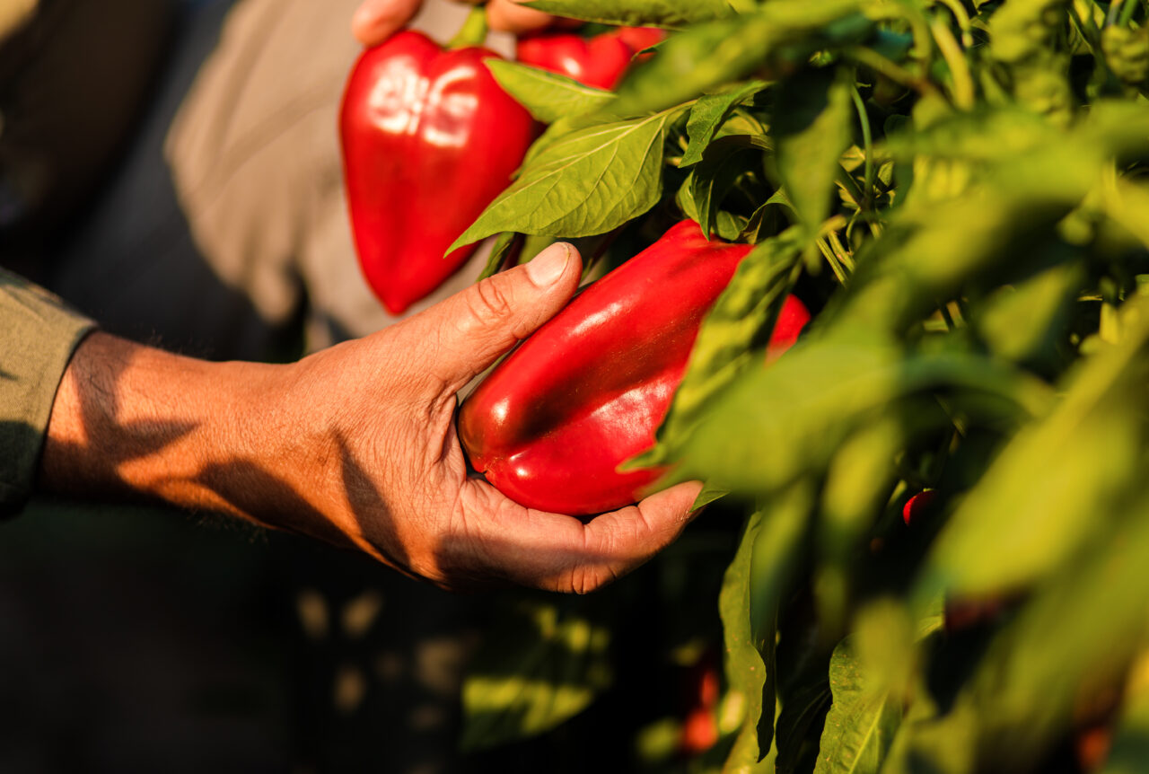 Planta care face minuni dacă e plantată lângă ARDEIUL gras. Îi dă o aromă mai bună și te ajută să obții o recoltă bogată