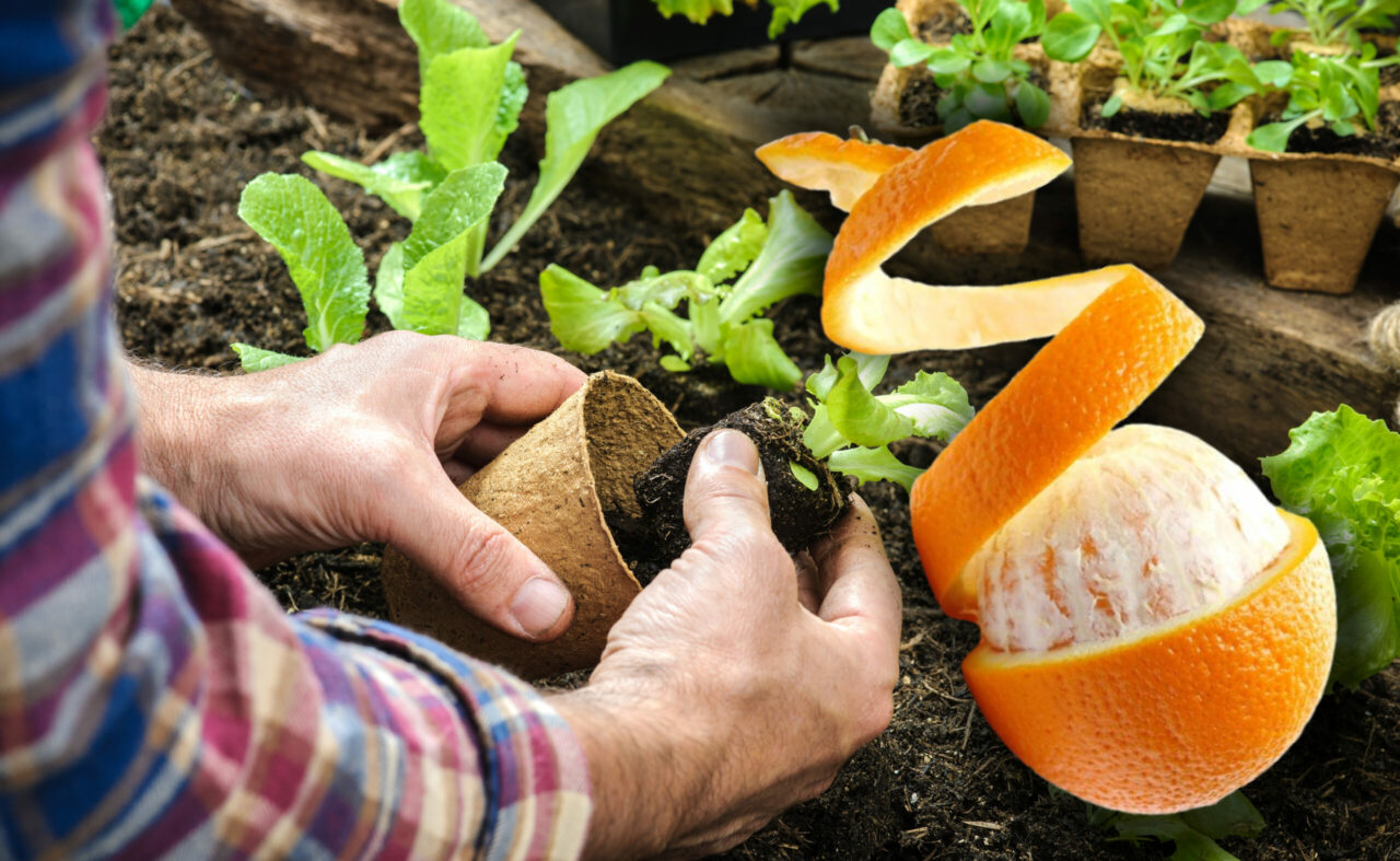 De ce să adaugi coji de portocale măcinate la rădăcinile plantelor din grădină. La ce ajută acest truc