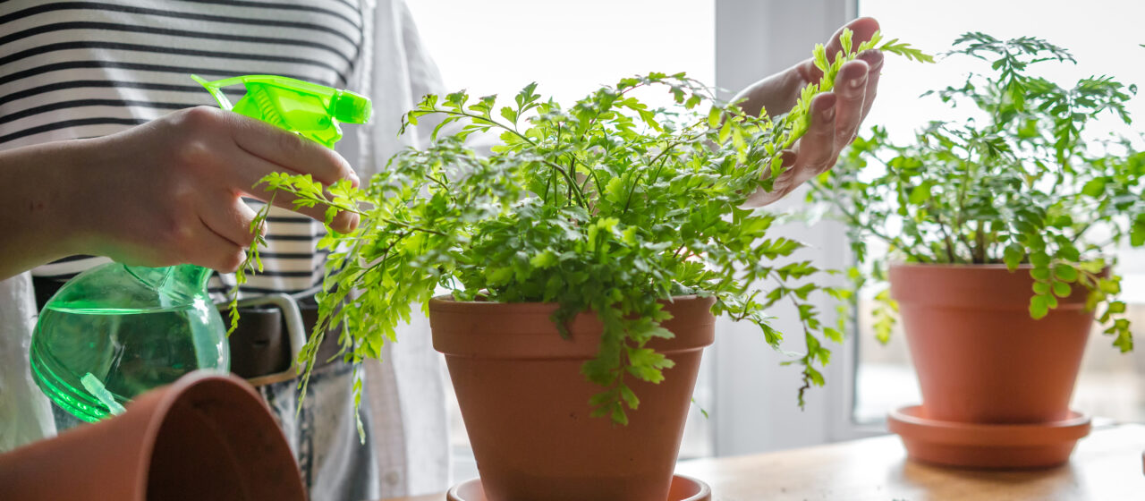Planta pe care trebuie s-o ai în casă. Purifică aerul, se întreține ușor și poate crește până la doi metri și jumătate înălțime