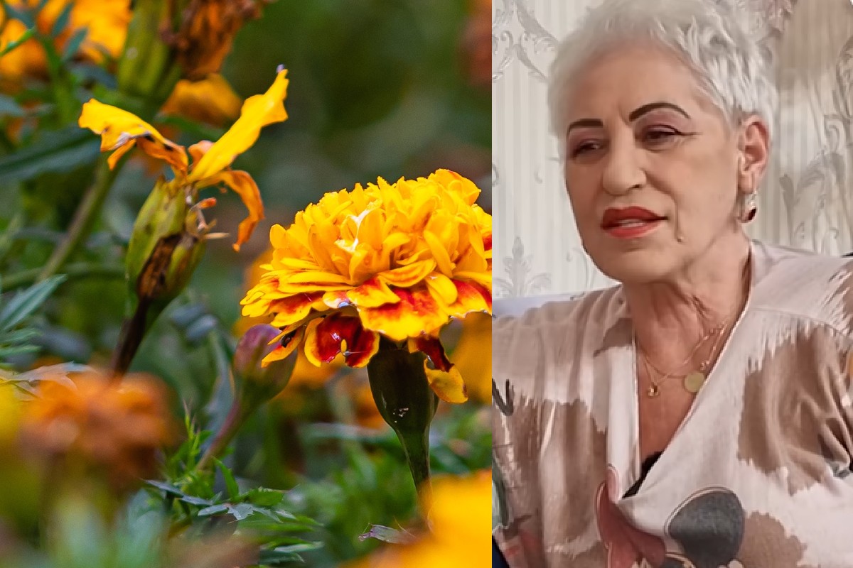 Lidia Fecioru a dezăvăluit PLANTA care este „aur curat”. Are numeroase beneficii pentru organism și ține insectele la distanță